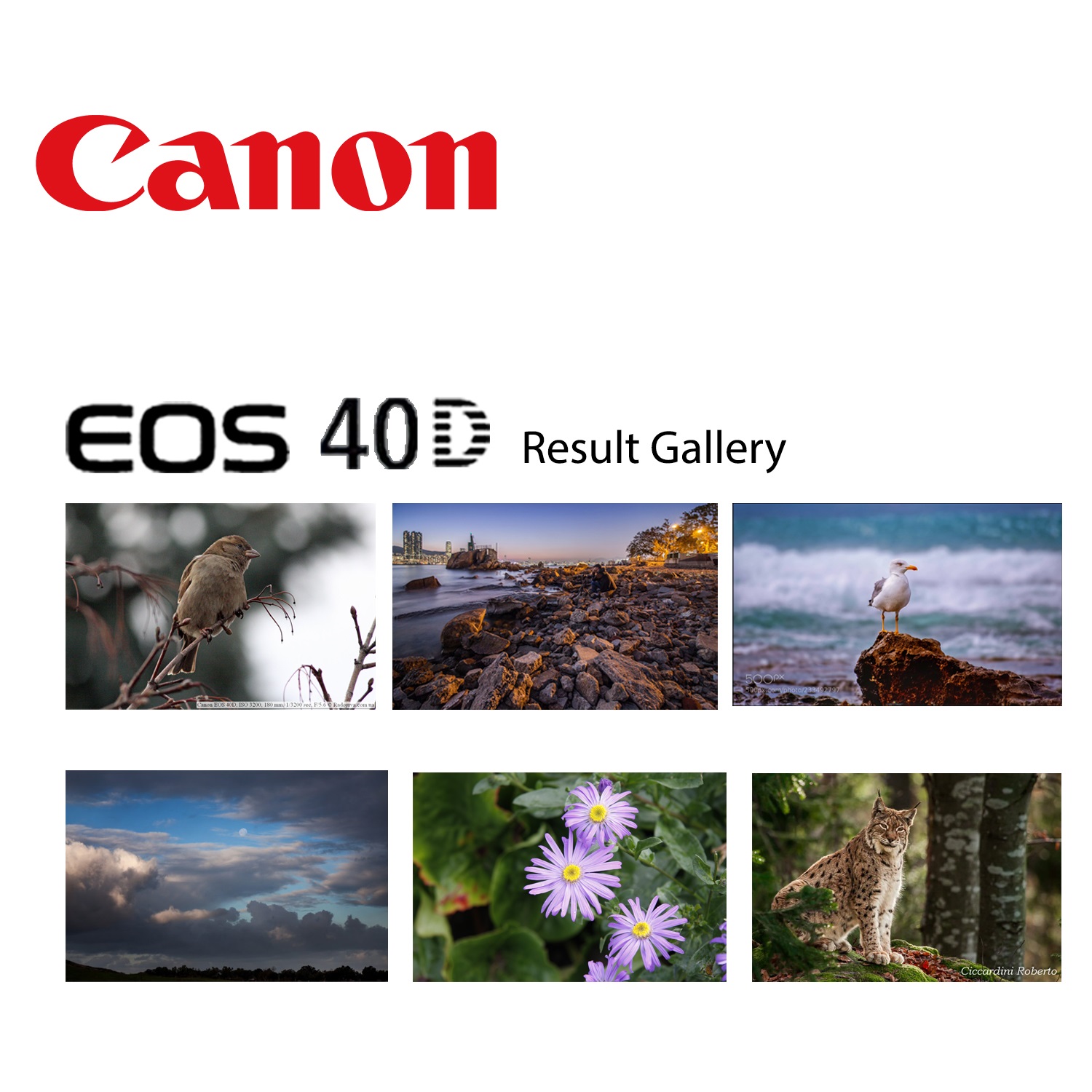 Canon EOS 40D With Kit Lens